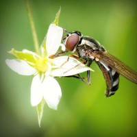 /album/dibujos-animados/photolia-a02-jpg/