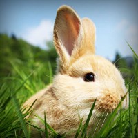 /album/dibujos-animados/photolia-a03-jpg/