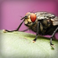 /album/dibujos-animados/photolia-a08-jpg/